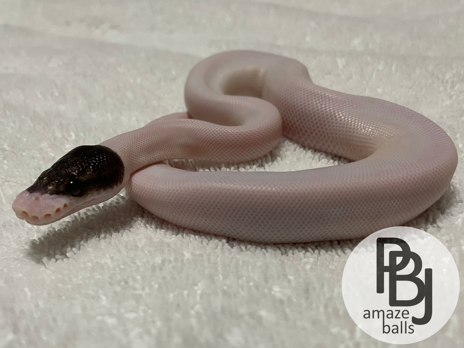 Cinnamon Mahogany Mystic Piebald Ball Python by PBJ AmazeBalls ...