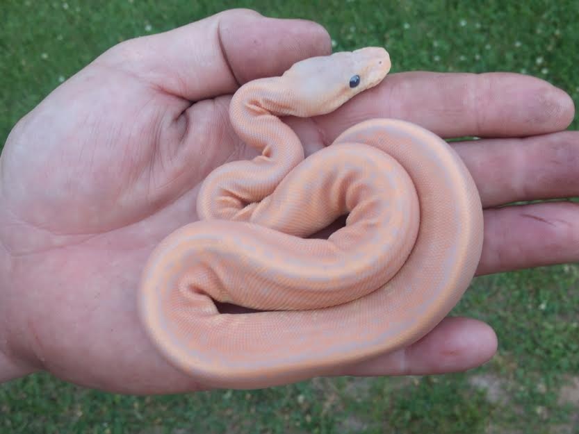 Banana Cinnamon Pinstripe Ball Python by PB&J's Exotic Reptiles
