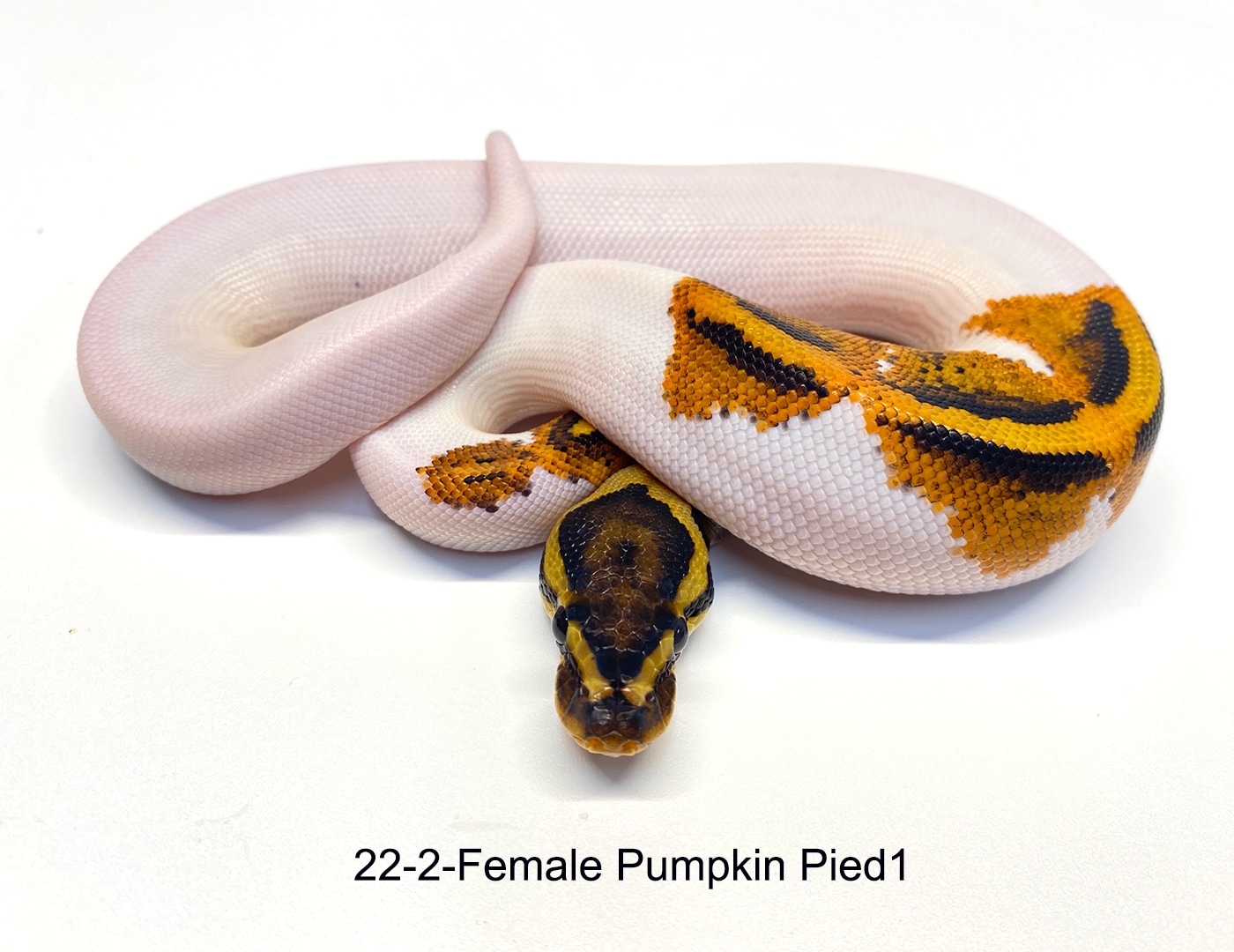 Pumpkin Pied Ball Python by PDW Pythons - MorphMarket
