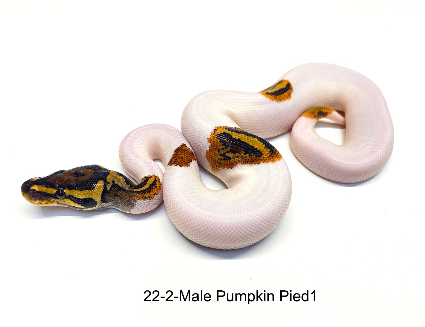 Pumpkin Pied Ball Python by PDW Pythons - MorphMarket