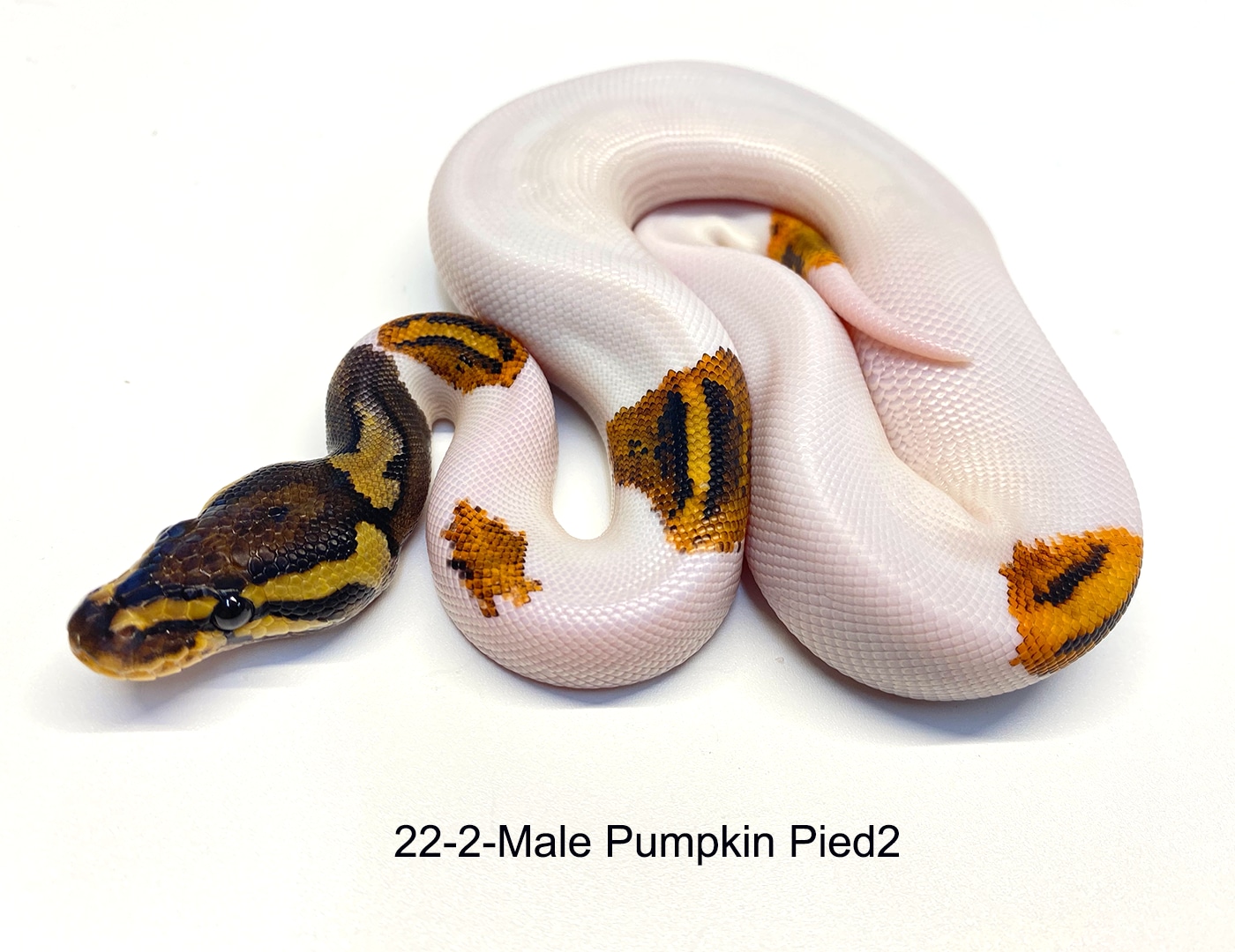 Pumpkin Pied Ball Python by PDW Pythons - MorphMarket