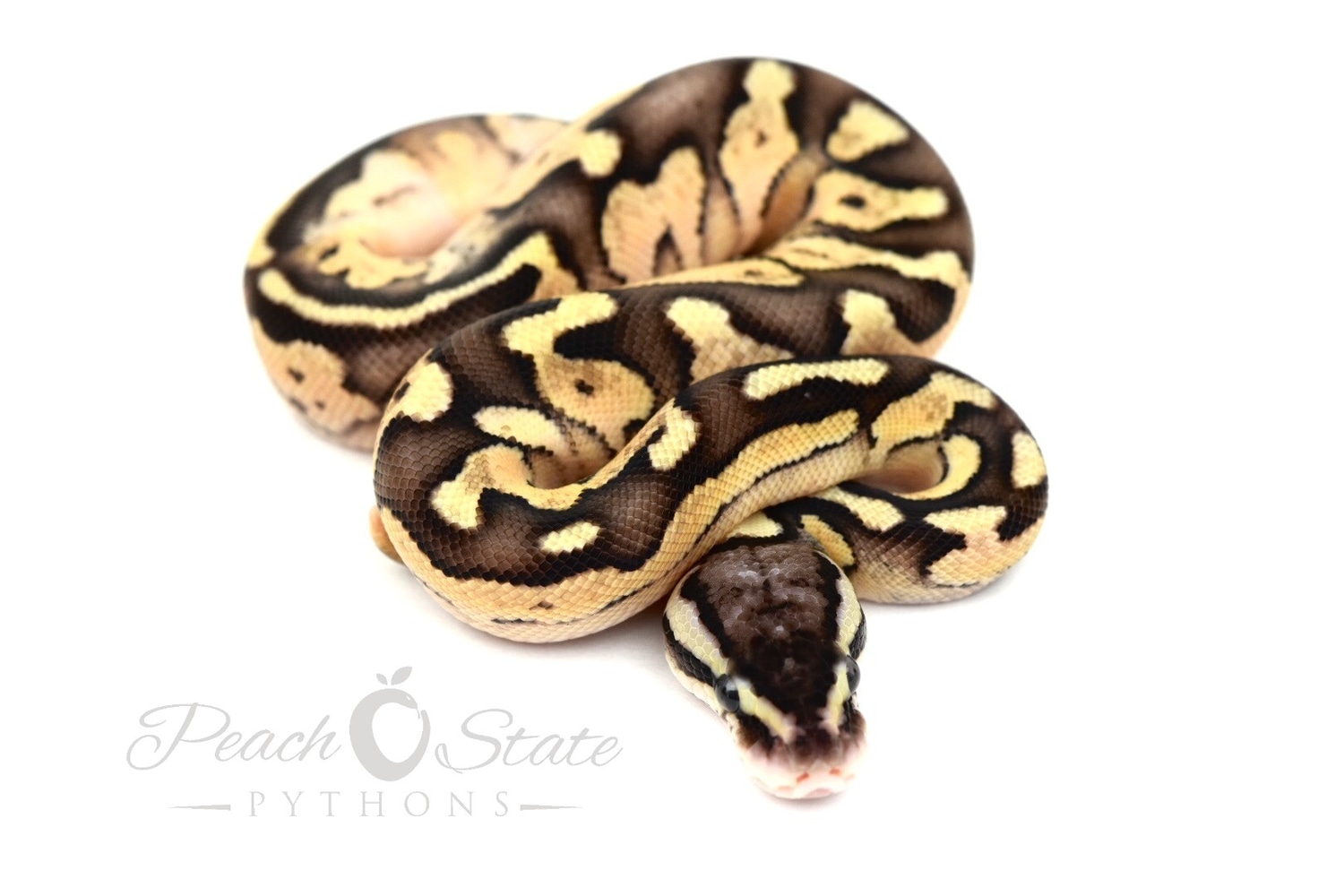 Pastel Enchi Cinnamon Ball Python by Peach State Pythons - MorphMarket