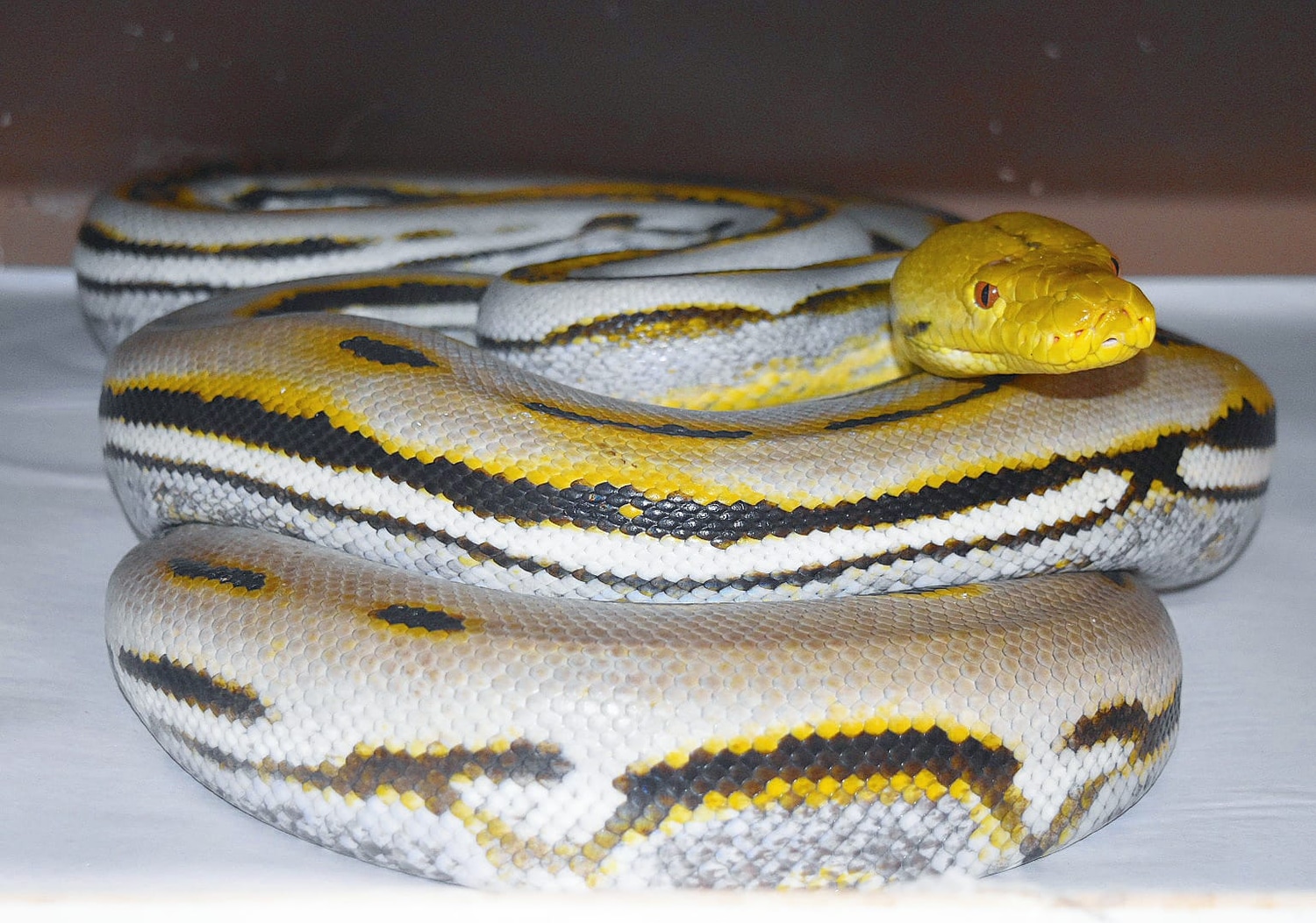 Proven Genetic Stripe Het Purple Reticulated Python by Peach State ...