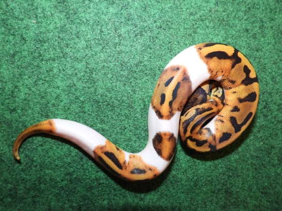 Emoji Piebald Ball Python by Pearson's Pythons