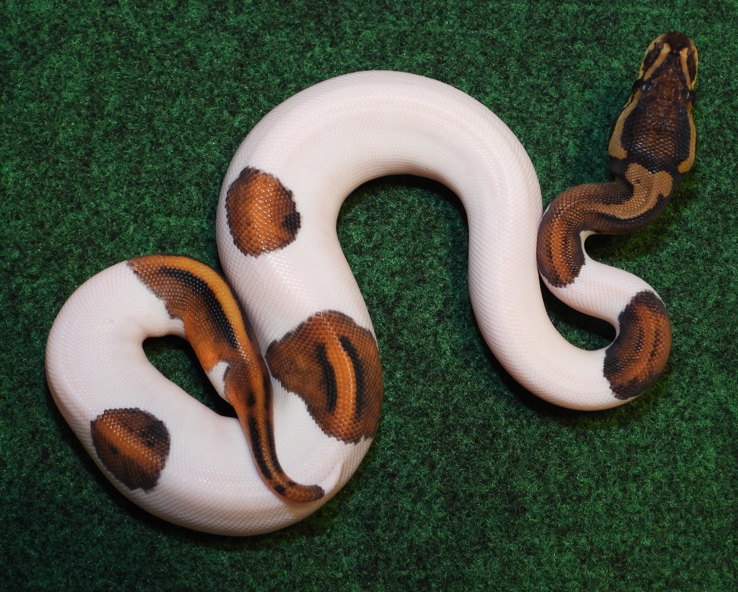 Black Pastel Pied Ball Python by Pearson's Pythons - MorphMarket