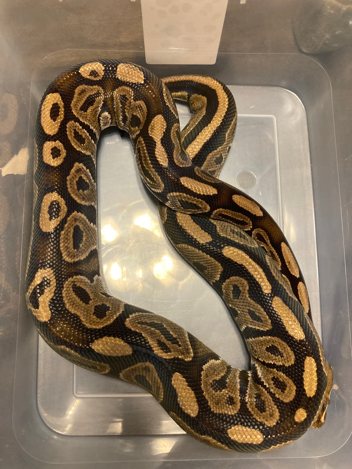 Black Pastel Het Pied Proven Ball Python by Pearson's Pythons - MorphMarket