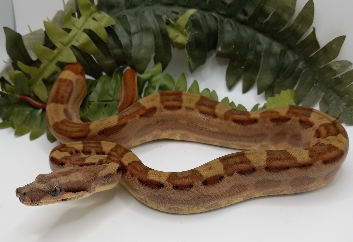 Pastel Hypo Jungle Motley Boa Constrictor by Penelopes Pastels