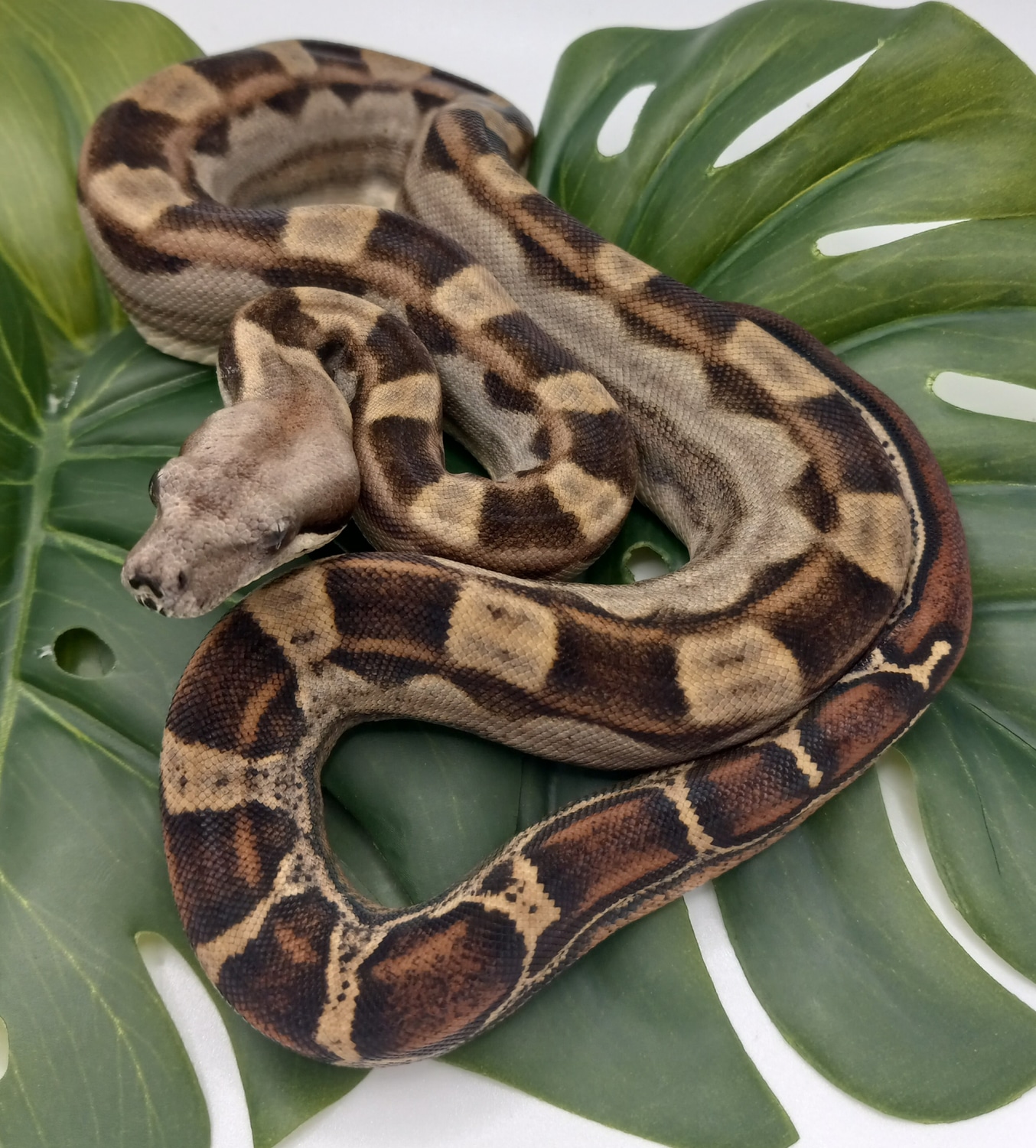 Jungle Motley Boa Constrictor by Penelopes Pastels MorphMarket