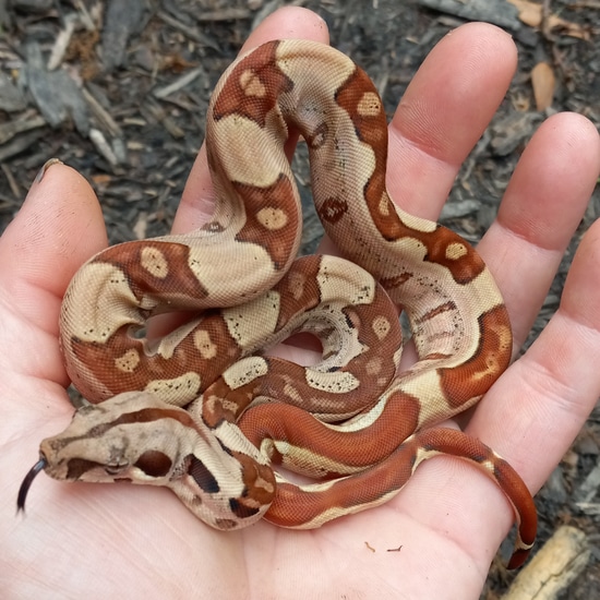 Hypo Jungle Boa Constrictor by Penelopes Pastels