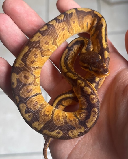 Sunset Ball Python by Penny's Pythons