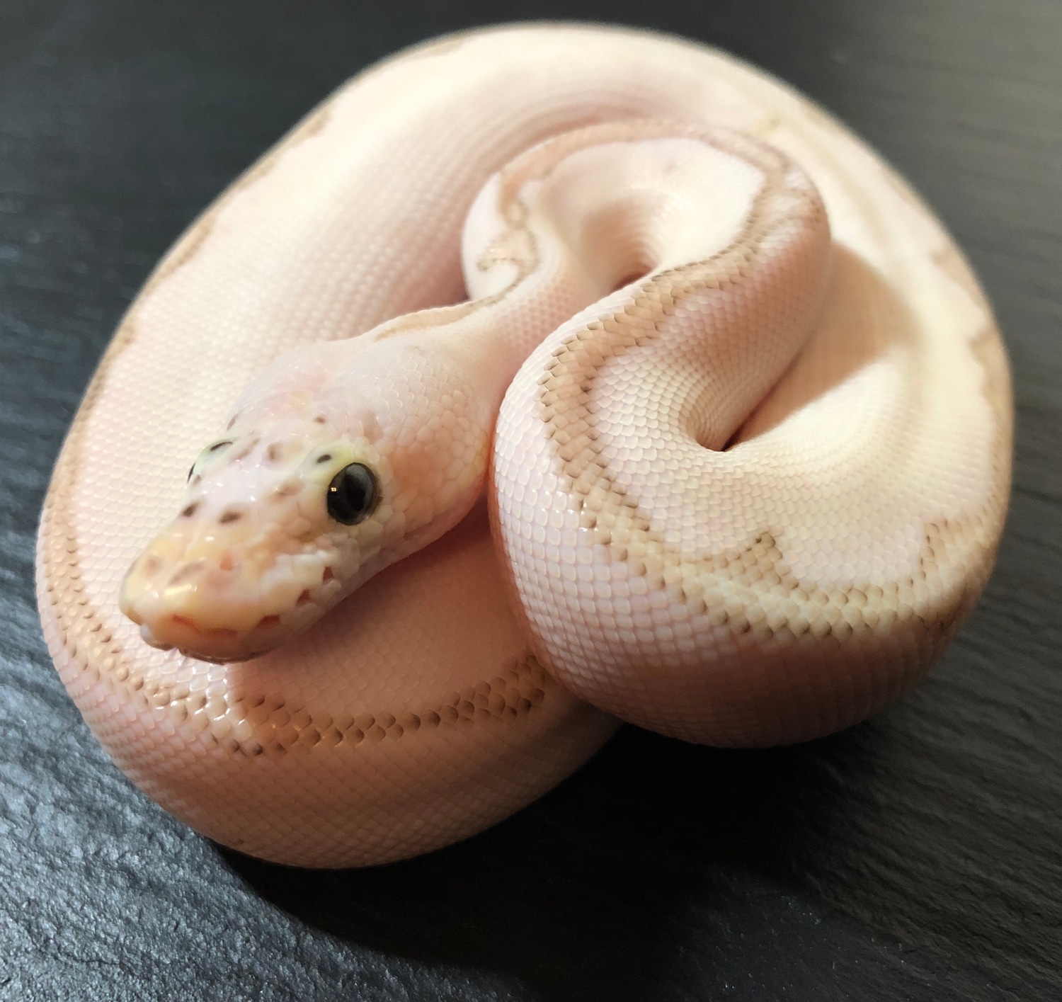 Possible Blade Queen Bee Clown Ball Python by Pennywise Pythons ...