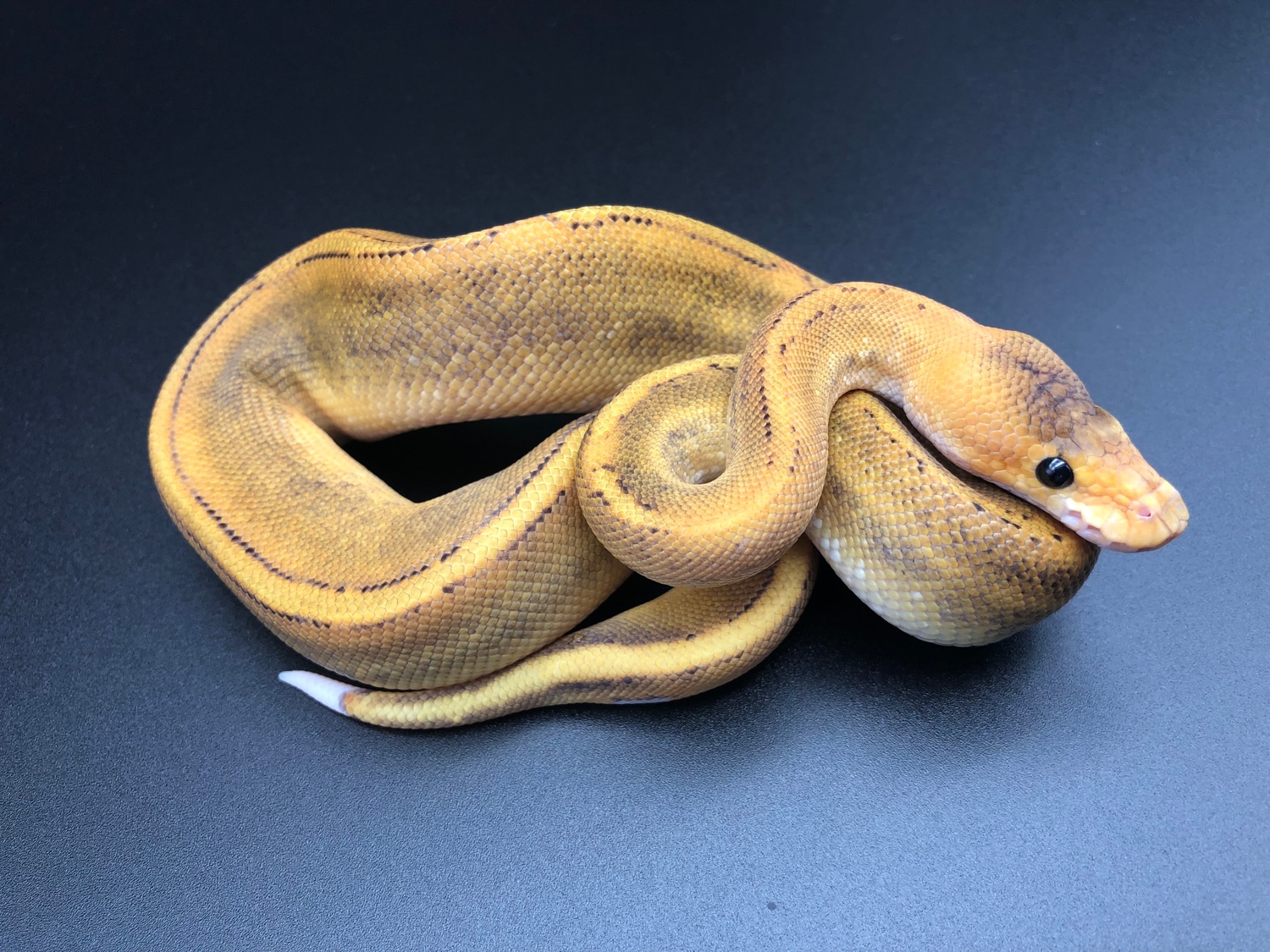 Champagne 50% Het Clown Ringer Ball Python by Pennywise Pythons ...