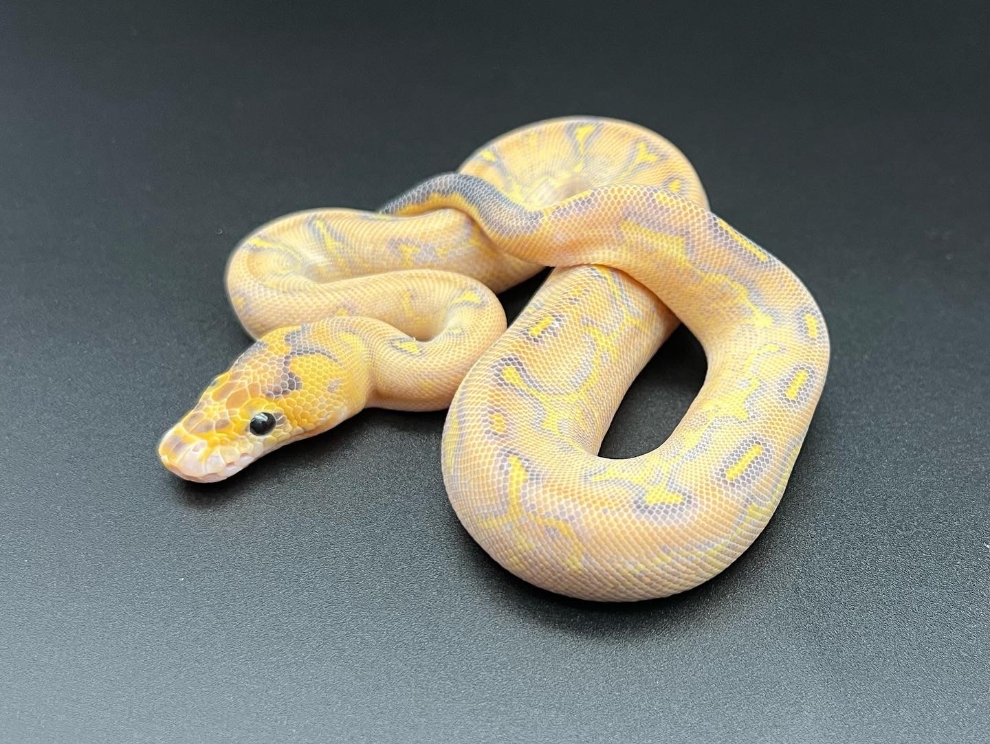Yellow Belly Gravel Clown Ball Python by Pennywise Pythons - MorphMarket