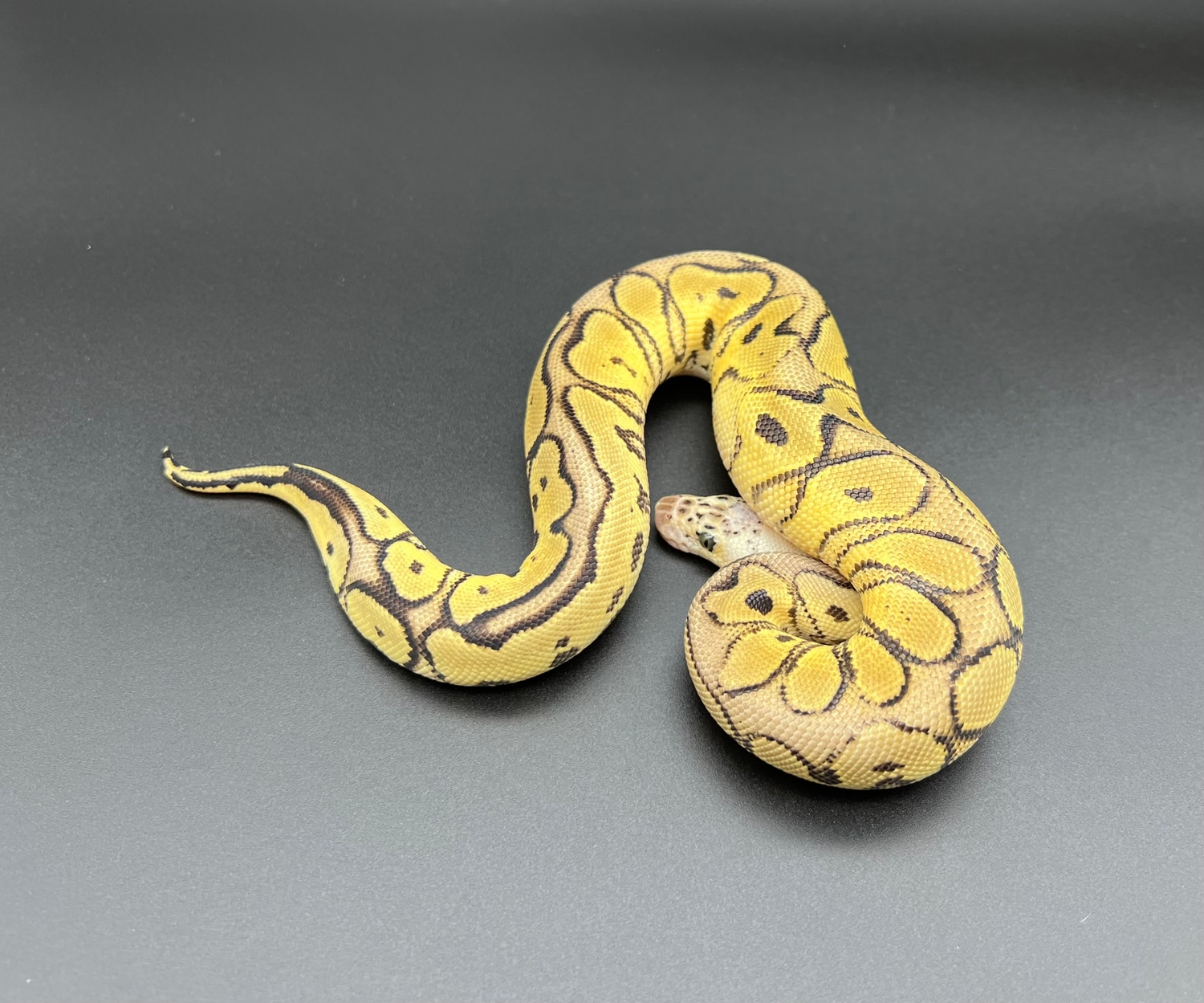 Pennywise Pythons