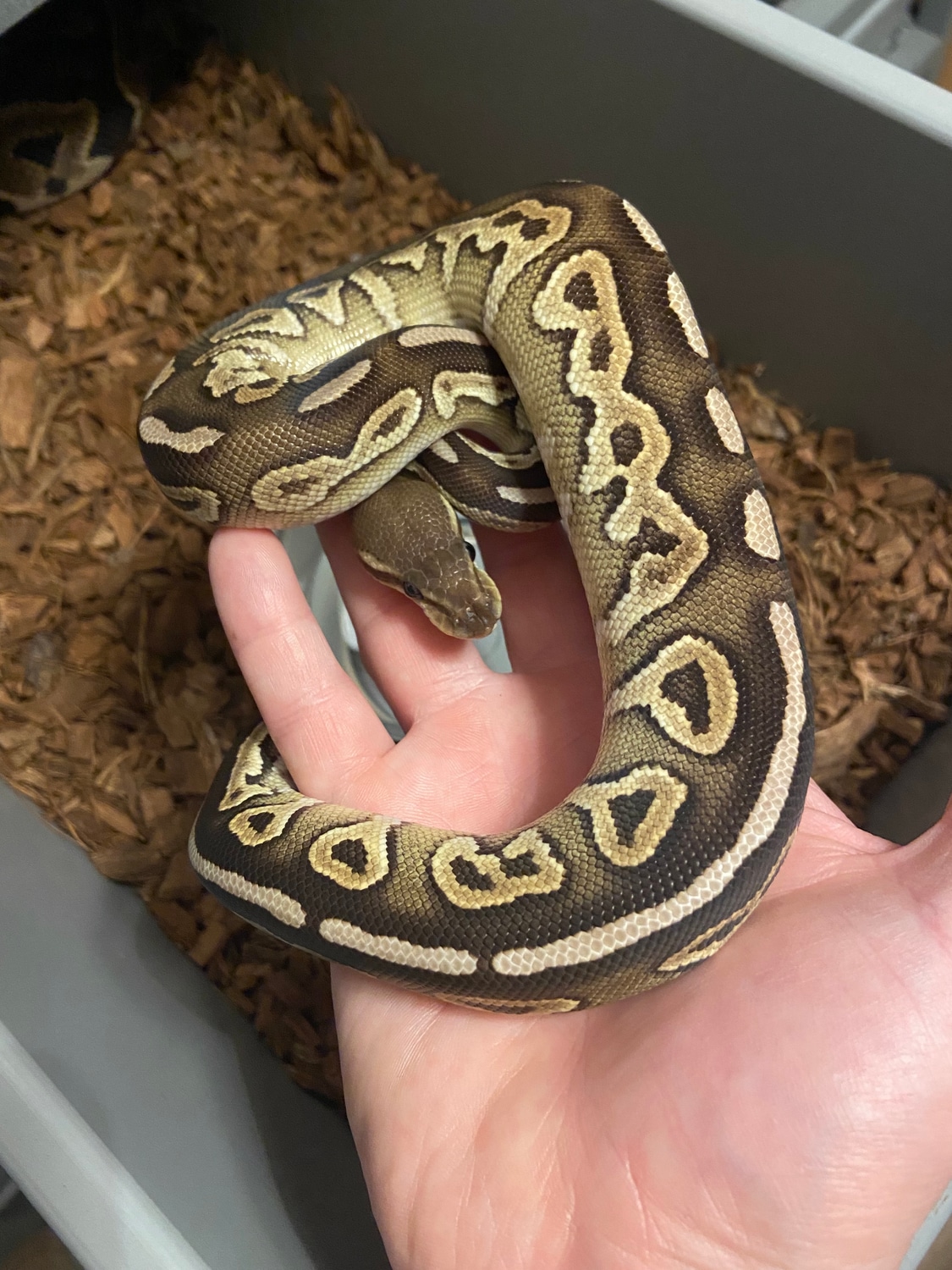 Cinnamon Mojave Ball Python by P&W Exotics MorphMarket