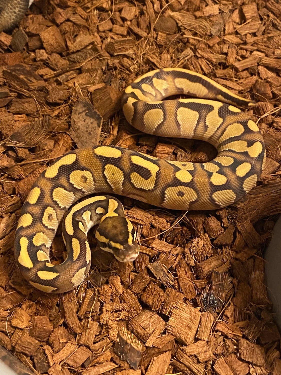 Phantom Enchi Fire Ball Python by P&W Exotics - MorphMarket