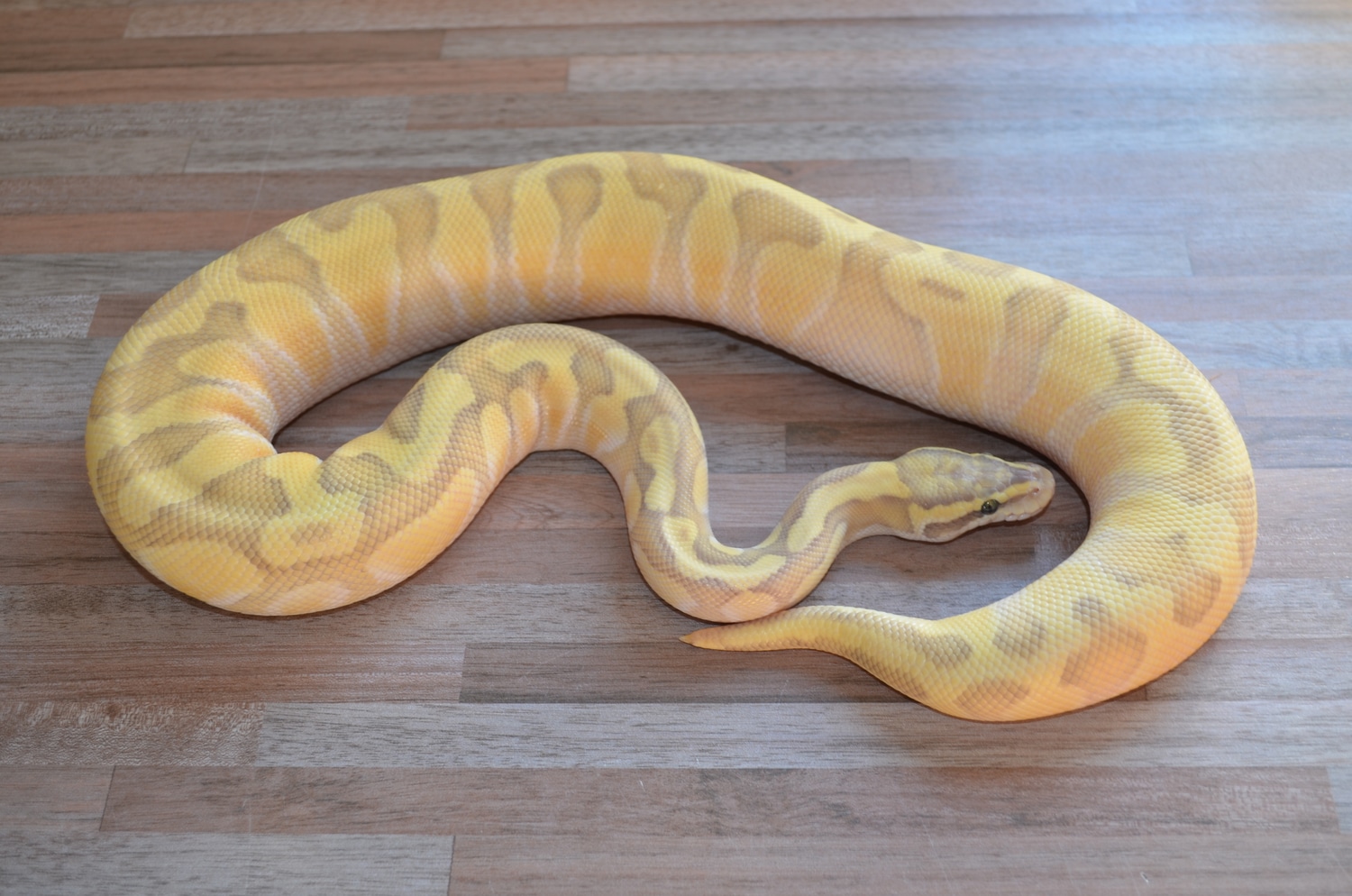 Enchi Lesser Pastel Fire Or Vanilla Ghost Ball Python by Nadine Müller