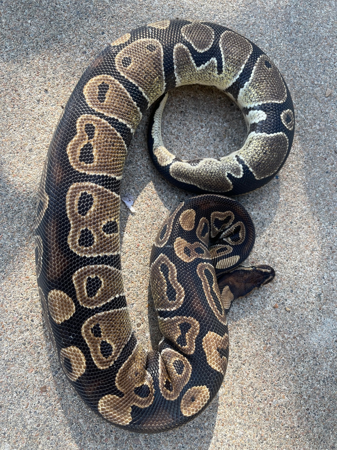 Het G- Stripe (Gravid) Ball Python by 4Z Exotics - MorphMarket