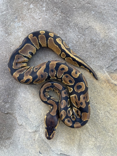 Volta Ball Python by 4Z Exotics