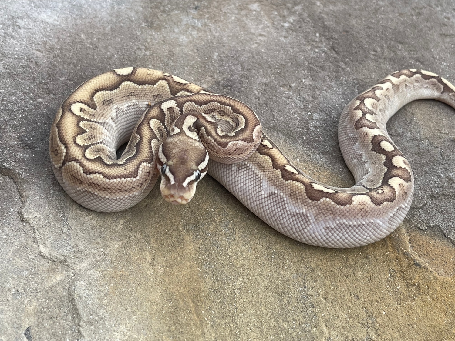 Bamboo Bongo Ball Python by 4Z Exotics MorphMarket