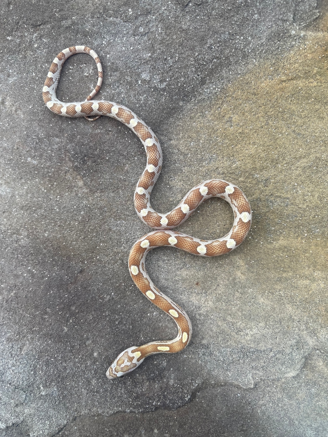 Gold Dust Motley 50 Het Anery Corn Snake by 4Z Exotics MorphMarket
