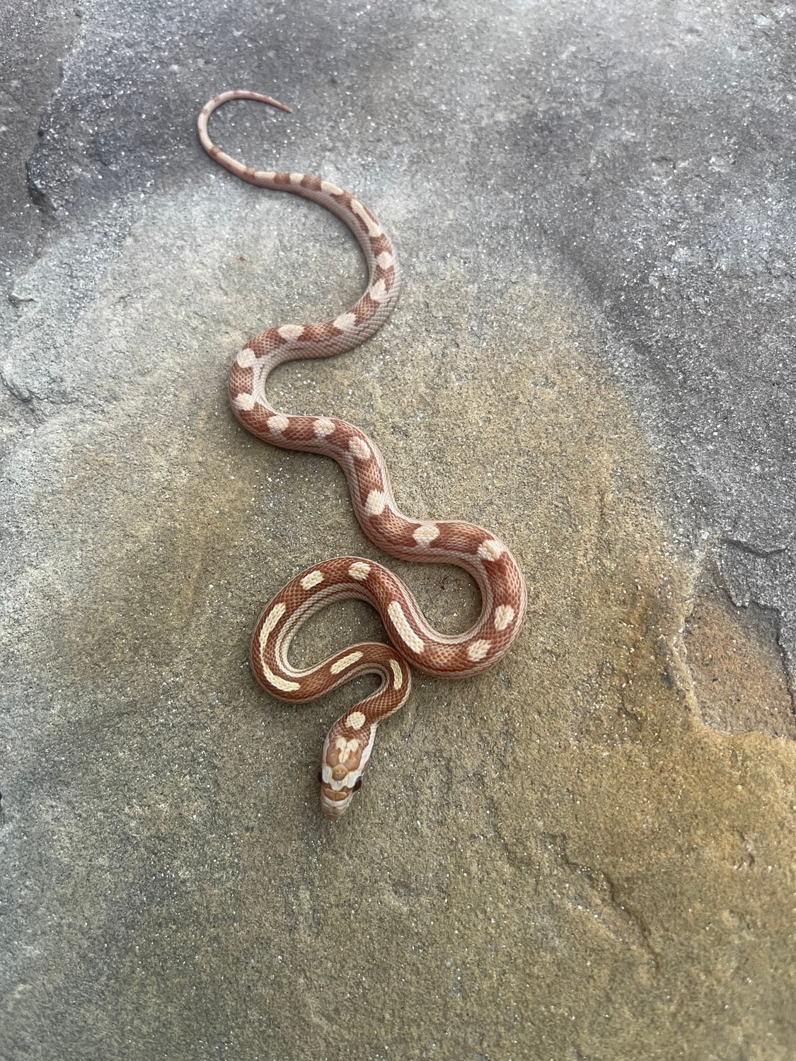 Gold Dust Motley 50 Het Anery Corn Snake by 4Z Exotics MorphMarket