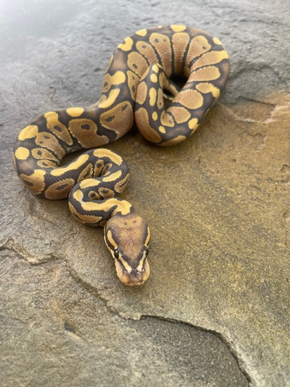 Hypo Ball Python by 4Z Exotics