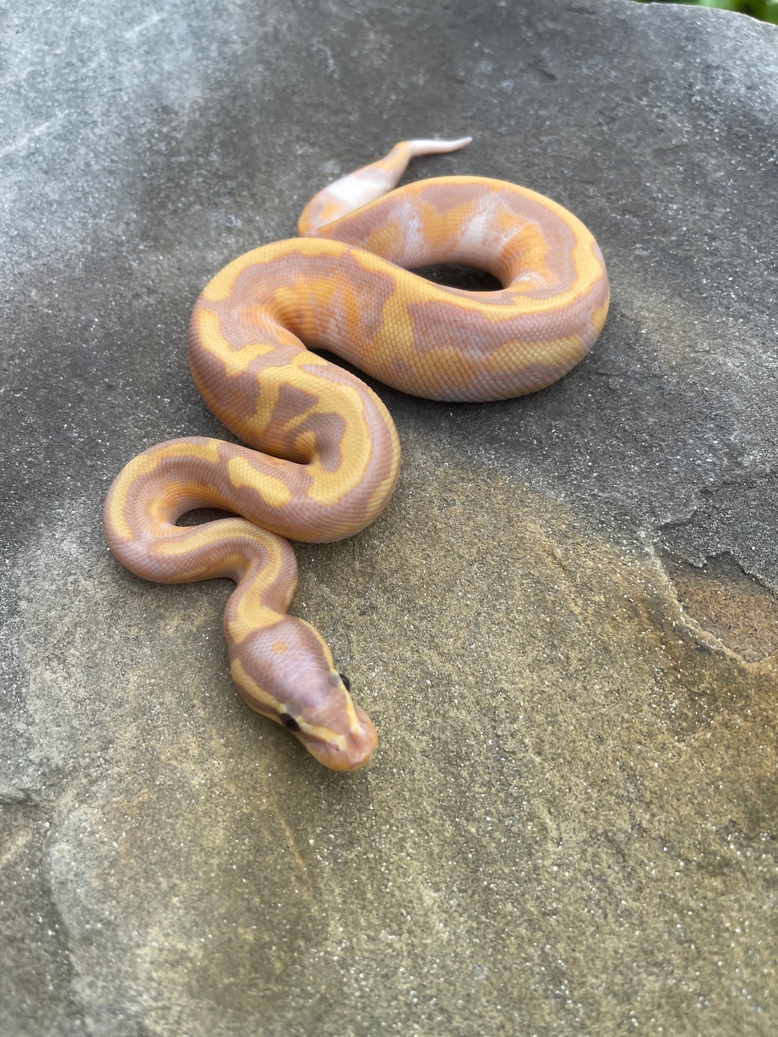 Banana Pied Ball Python by 4Z Exotics MorphMarket