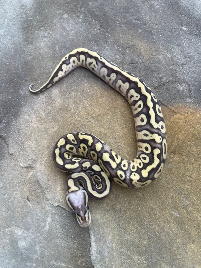 Pastel Lesser Fire Possible Het Paint Ball Python by 4Z Exotics