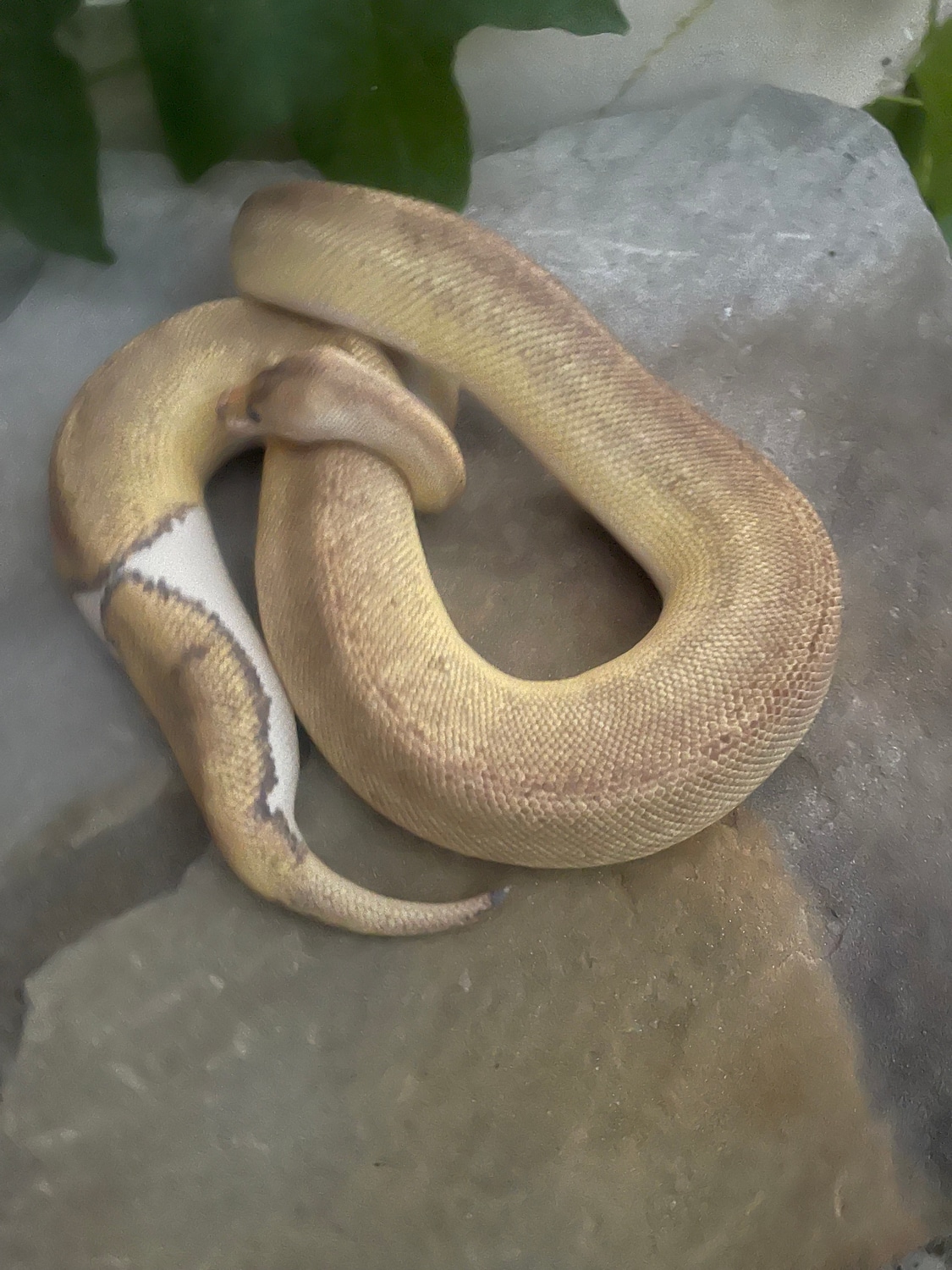 Champagne Het Pied Ball Python by 4Z Exotics - MorphMarket