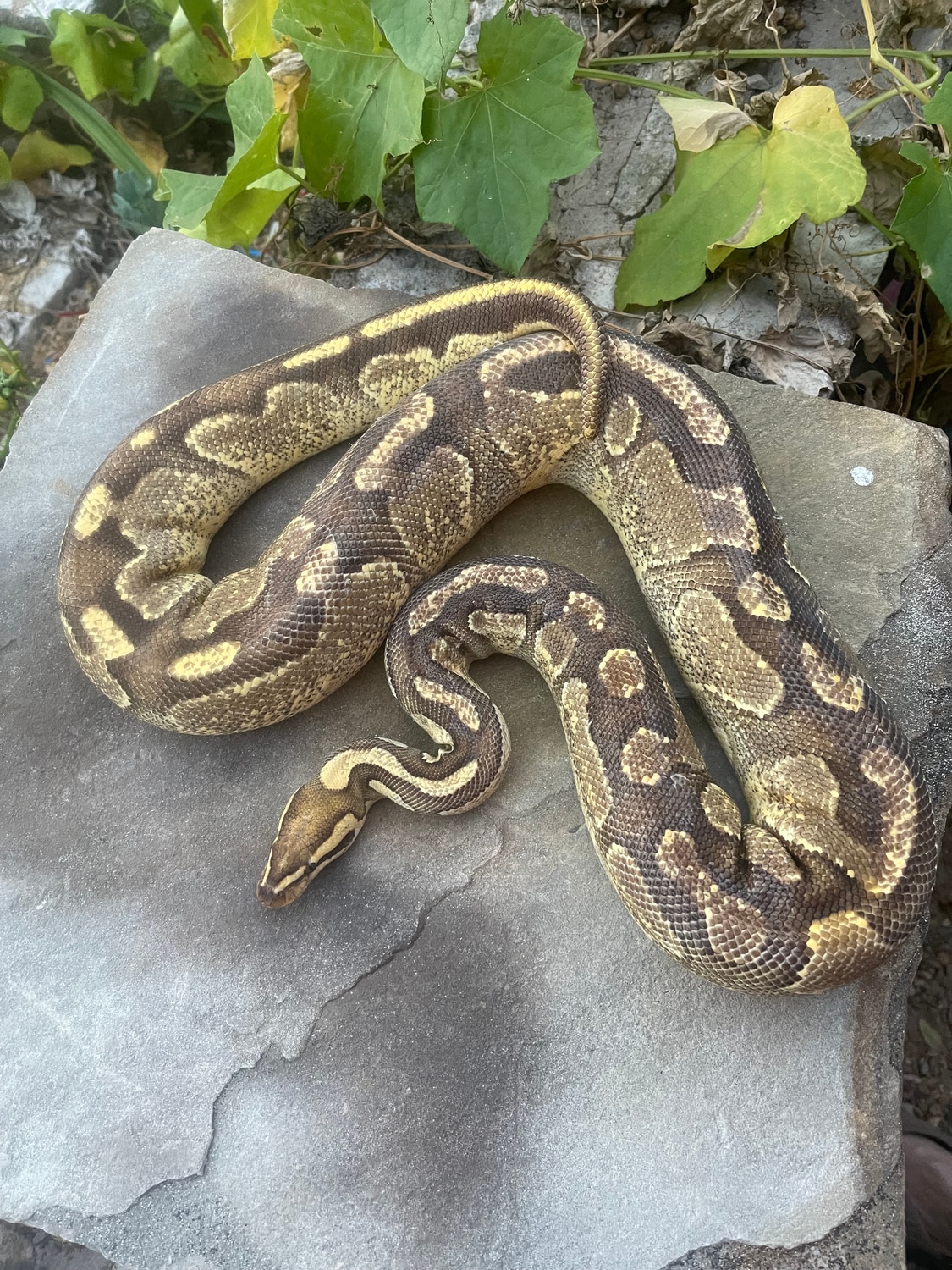 Enchi Fire Yellow Belly Ball Python by 4Z Exotics - MorphMarket