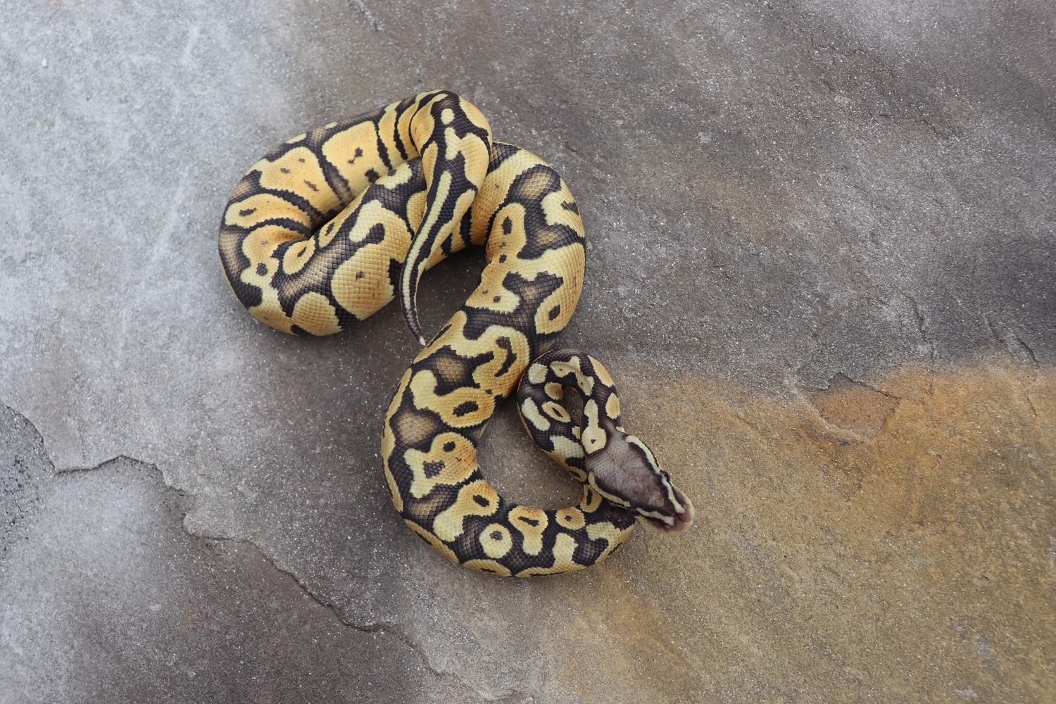 Pastel Enchi Hypo Ball Python by 4Z Exotics MorphMarket