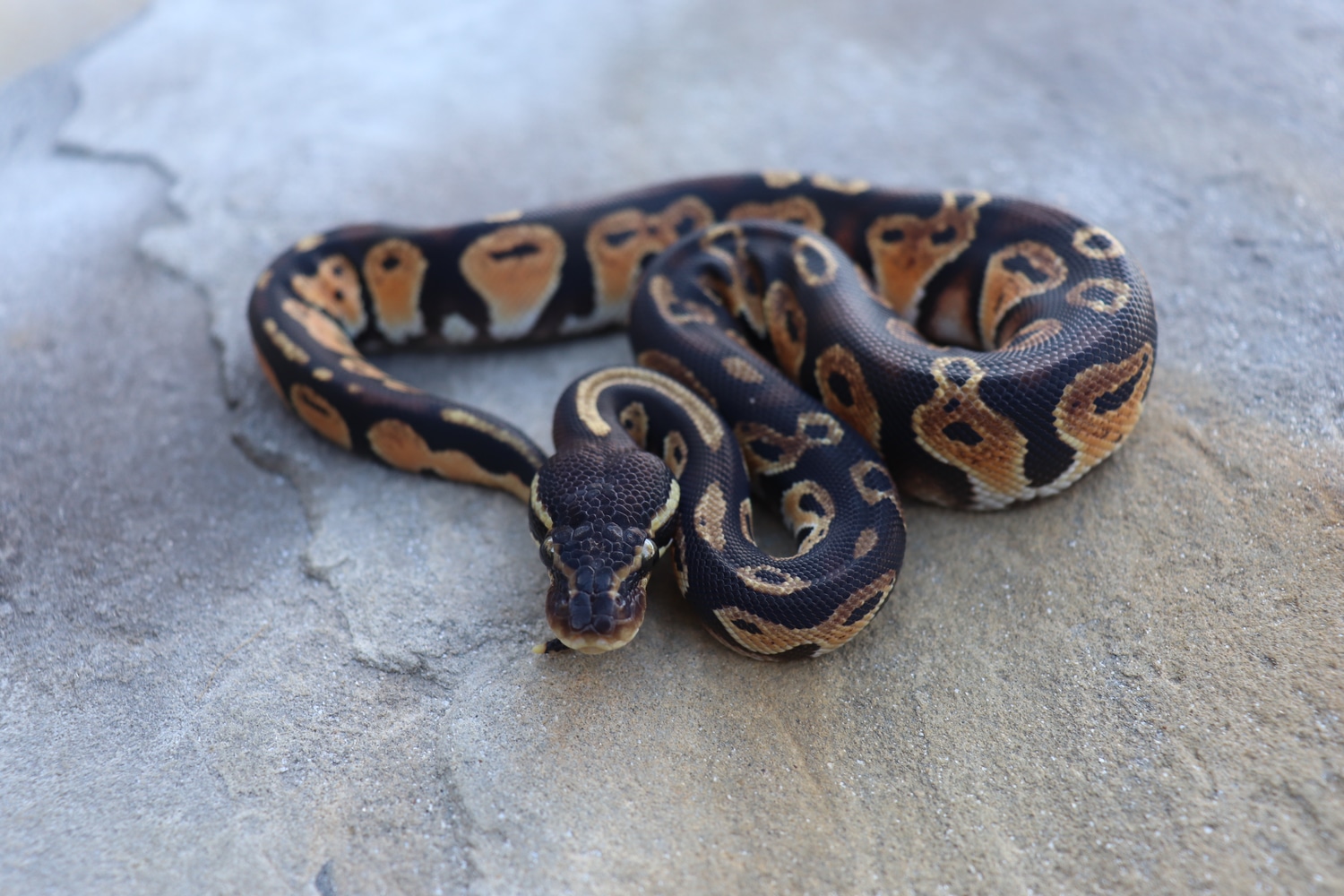 Black Head Red Gene Ringer Gene Pastel Ball Python by 4Z Exotics ...