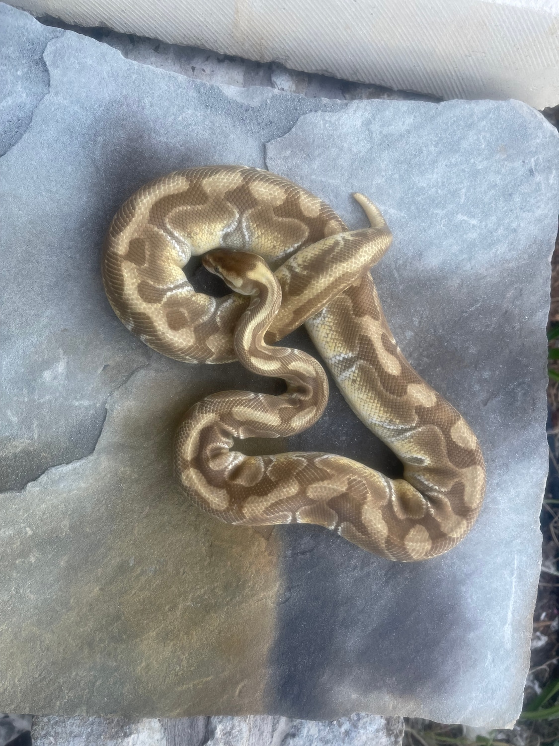 Lesser Enchi Woma Ball Python by 4Z Exotics MorphMarket