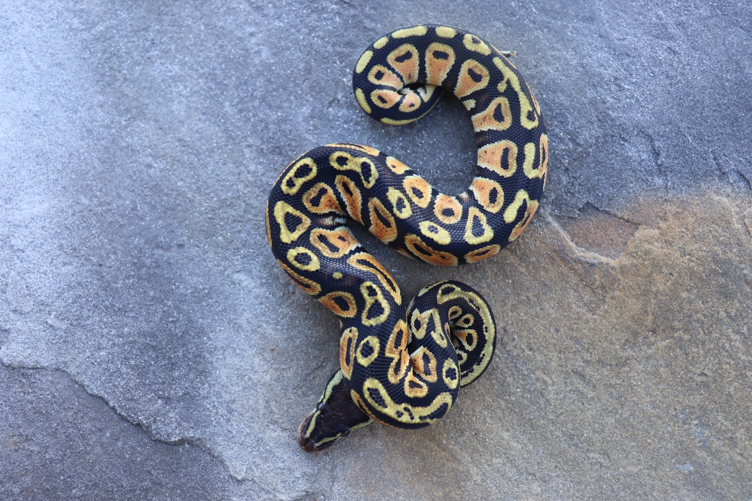 Pastel Ringer Gene Ball Python by 4Z Exotics - MorphMarket