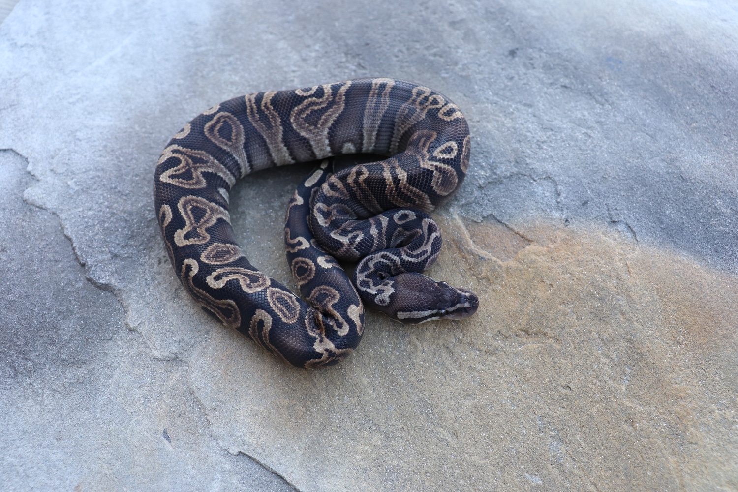 GHI Het Red Axanthic Ball Python by 4Z Exotics - MorphMarket