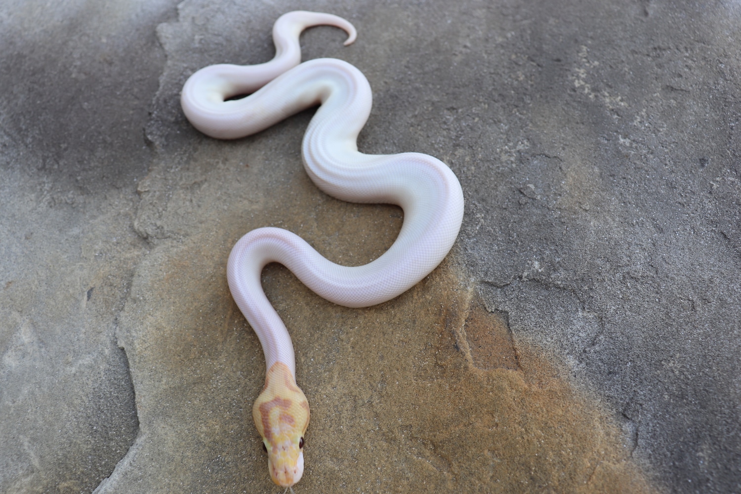 Banana Russo Pied Ball Python by 4Z Exotics MorphMarket