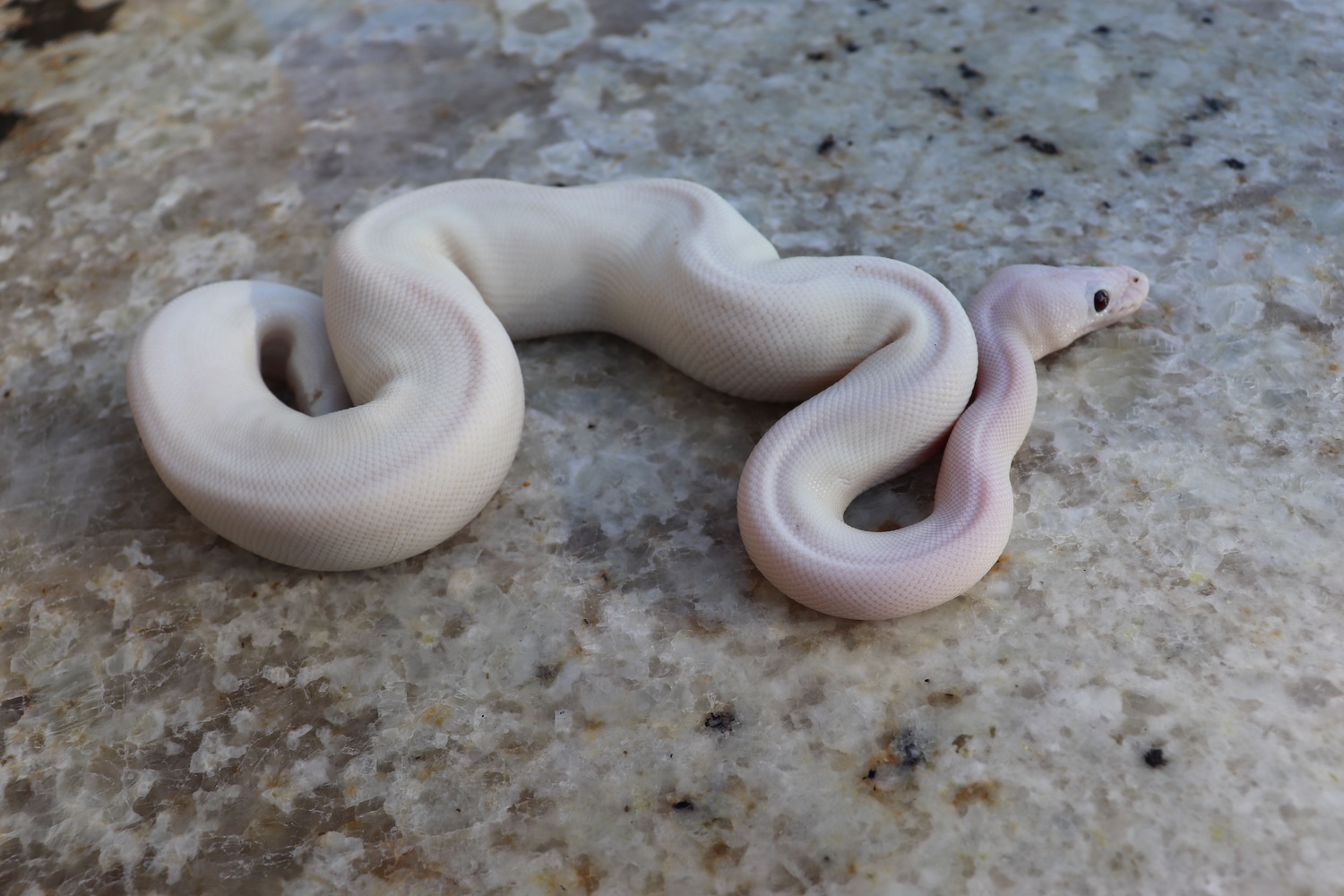 Banana Russo Pied Ball Python by 4Z Exotics MorphMarket