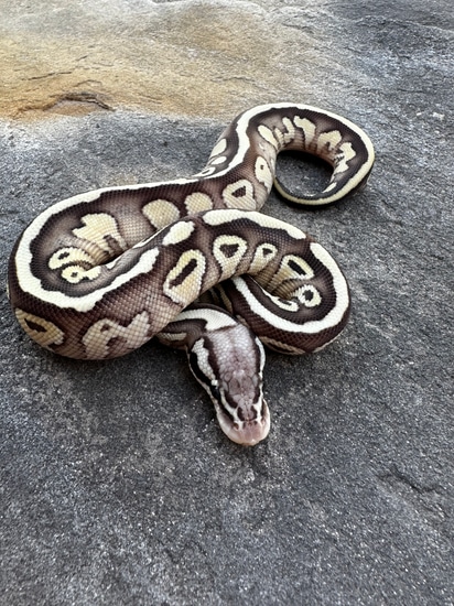 Pastel Lesser Specter Or Gravel Ball Python by 4Z Exotics