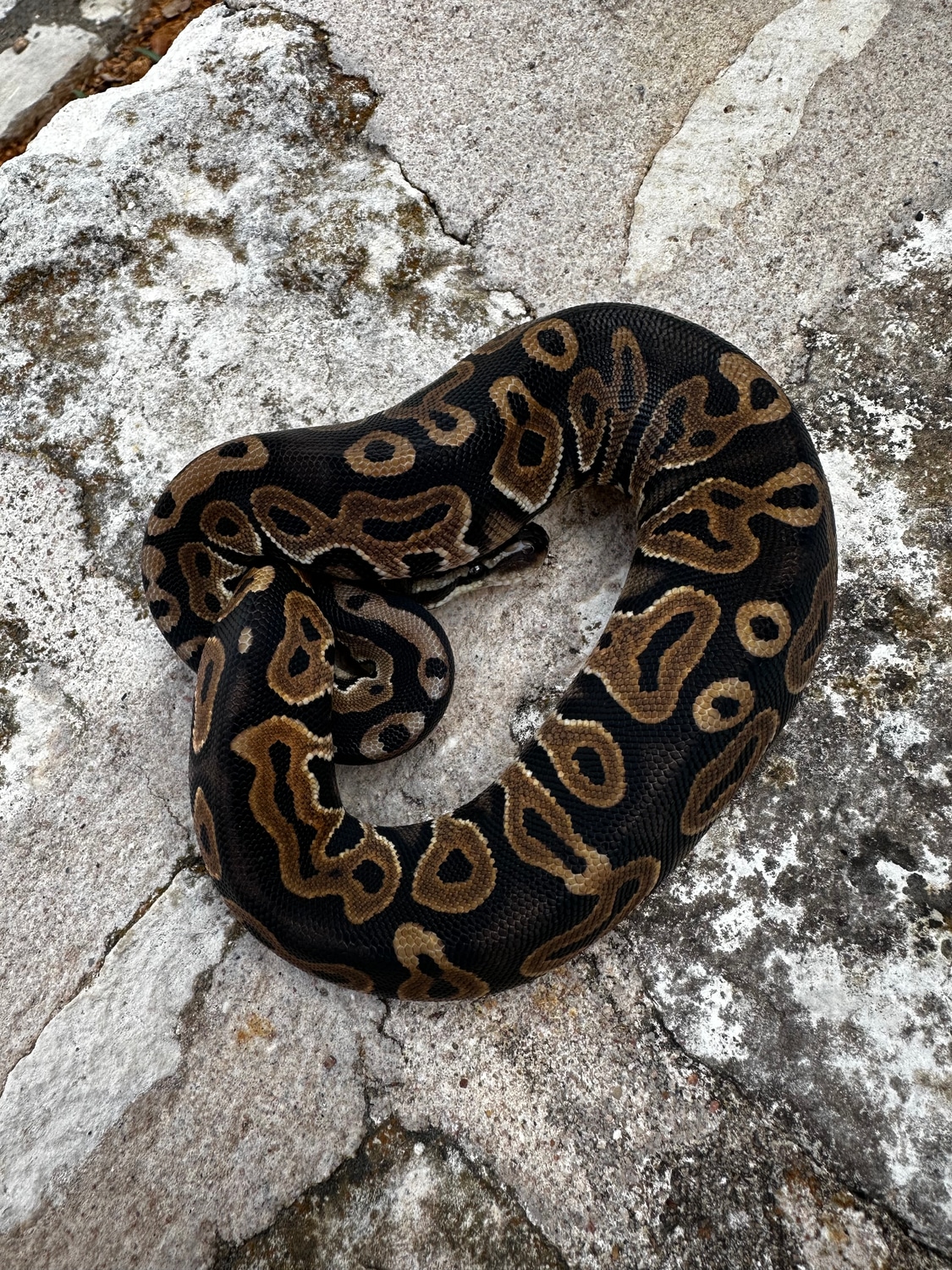 Mahogany Scaleless Head Ball Python by 4Z Exotics - MorphMarket