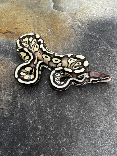 Pastel Lesser Specter Or Gravel Ball Python by 4Z Exotics