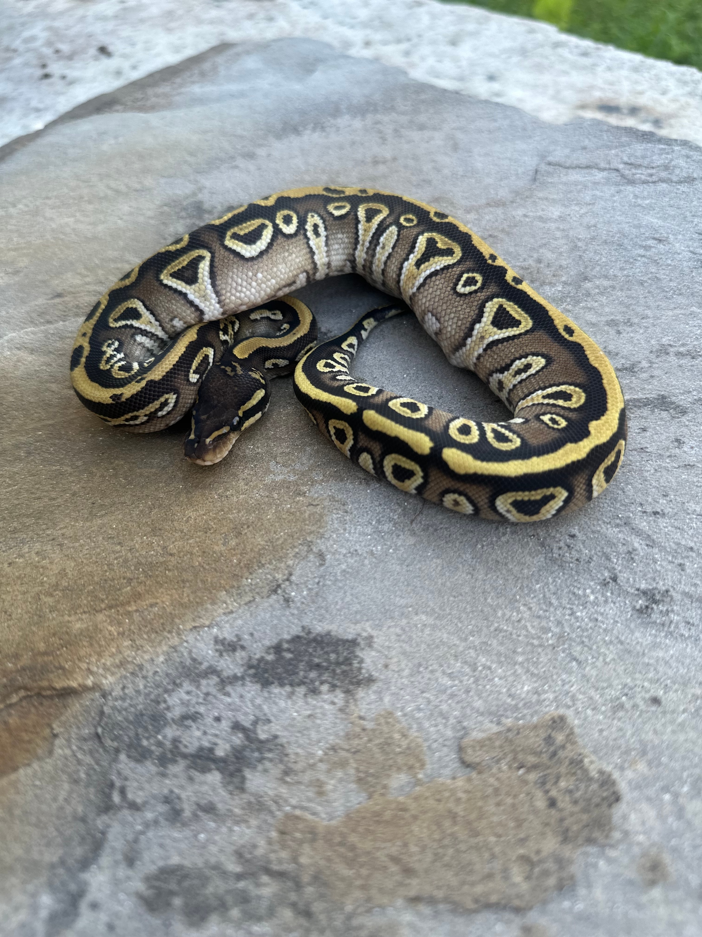 Hurricane Mojave Double Het Hypo Clown Ball Pythons by 4Z
