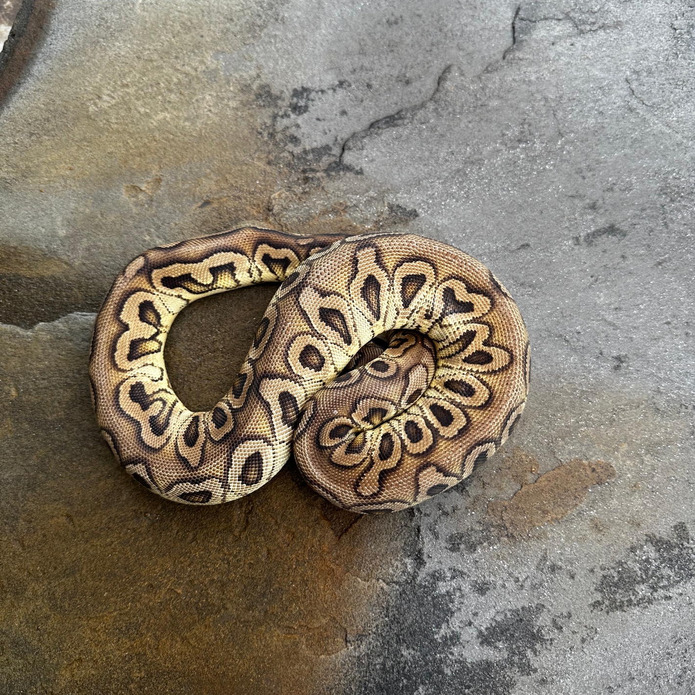Super Hurricane Pastel Clown Ball Pythons by 4Z Exotics