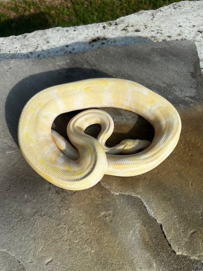 Albino Ball Python by 4Z Exotics