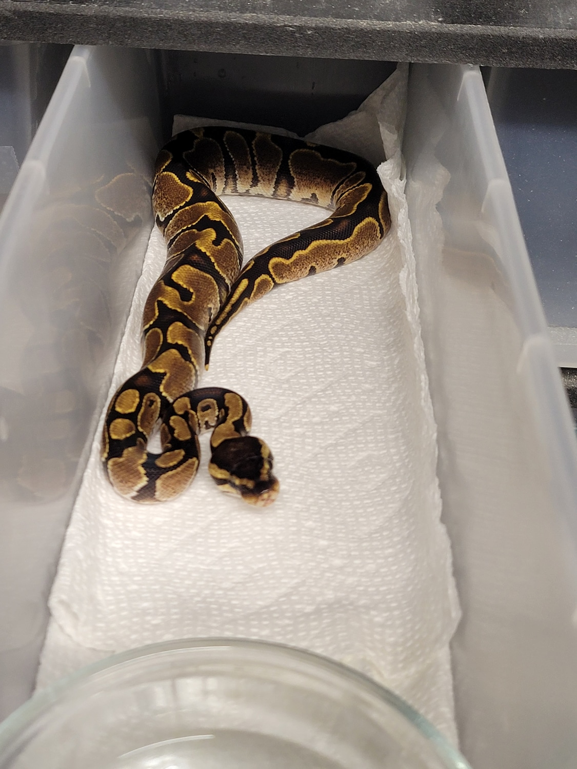 Enchi Calico Ball Python by Perfect Storm Pythons LLC - MorphMarket