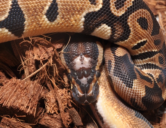 Scaleless Head- 50% OFF NOW! Ball Python by Perfect Predators