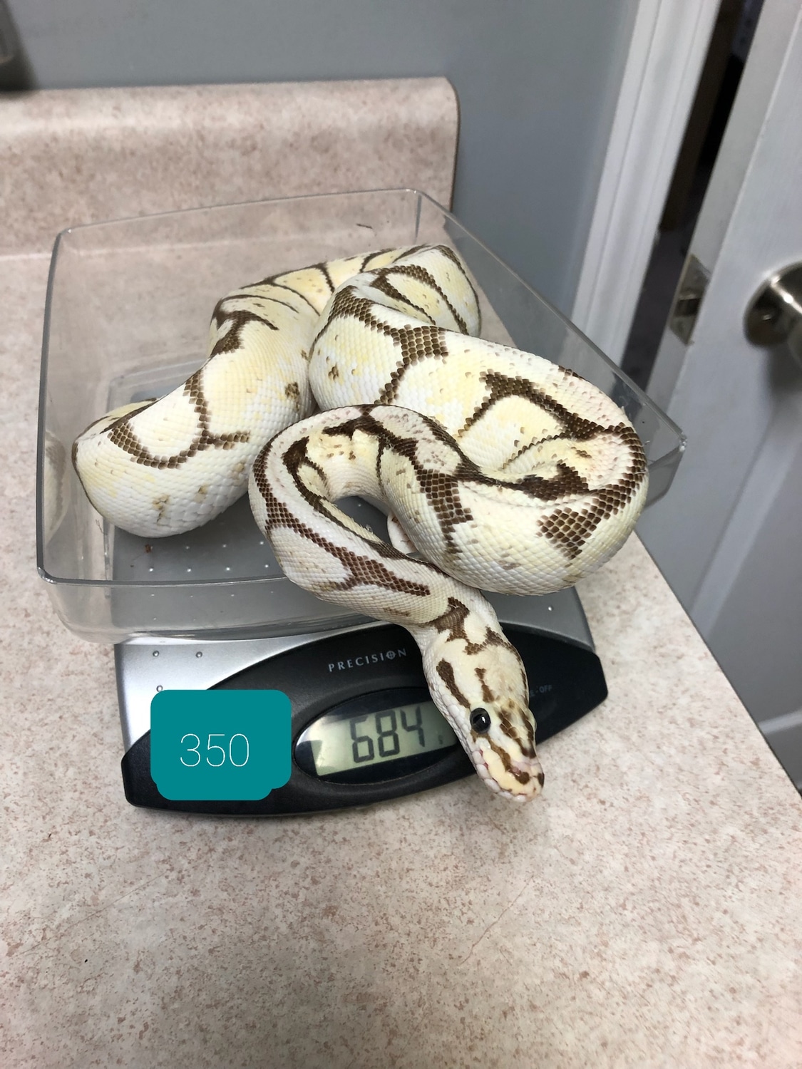 Super Pastel Fire Spider Ball Python by Performance Pythons - MorphMarket