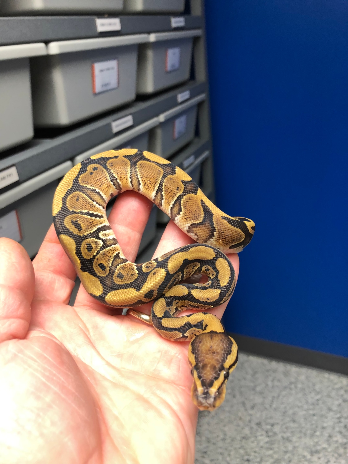 Shipped!!22 Redstripe Het Clown Poss Pied! Male Ball Python by