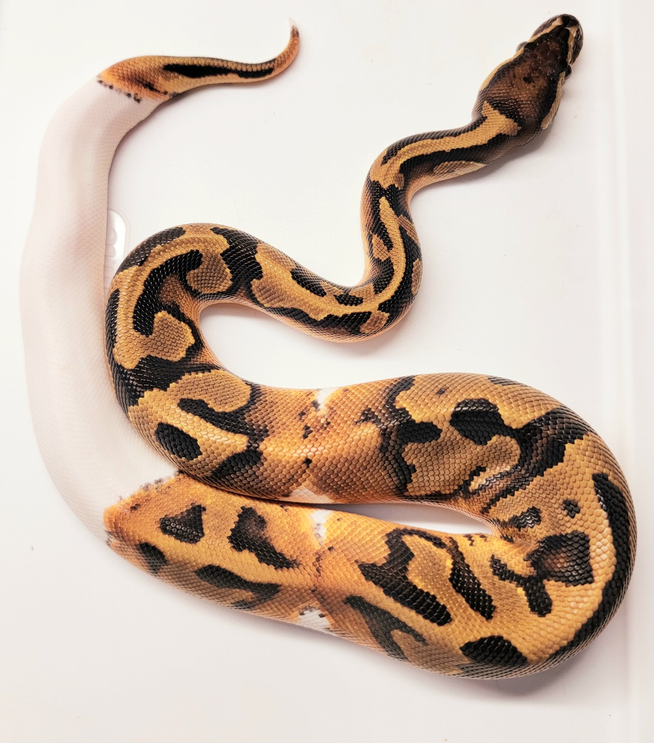 Piebald Normal Ball Python by Performance Pythons - MorphMarket