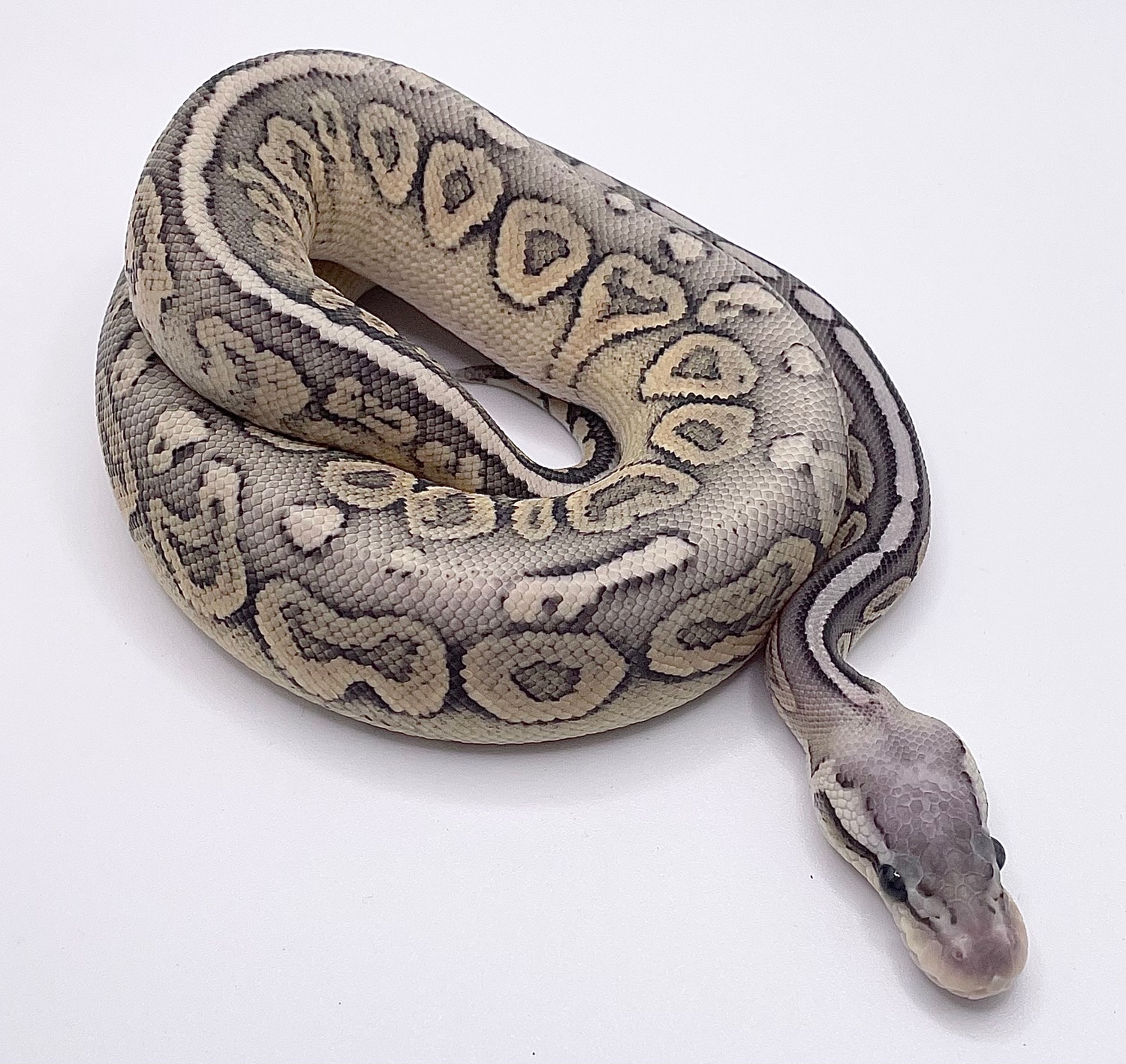 Hypo Pewter Ball Python by Permission Pythons - MorphMarket